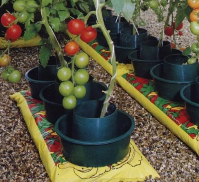 Tomato grow pots for easy feeding  watering